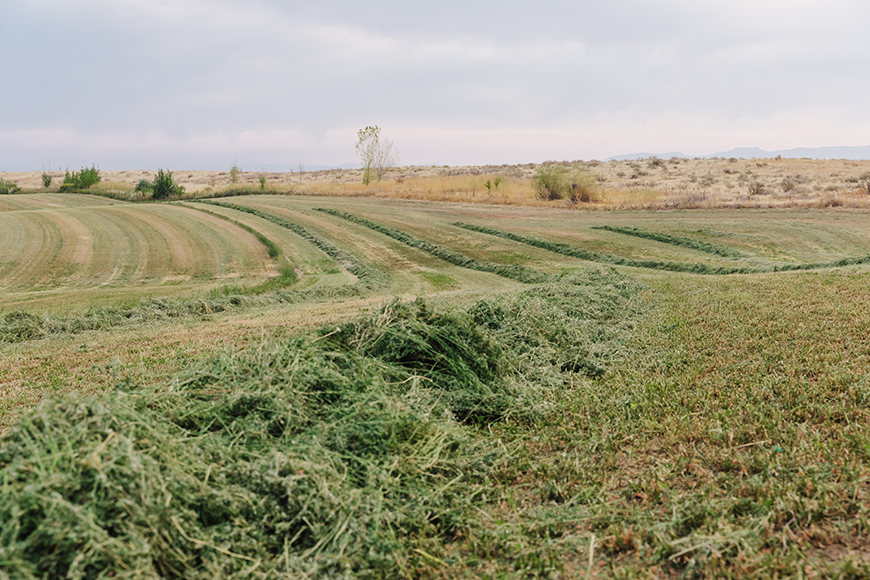 When to Harvest Your Alfalfa